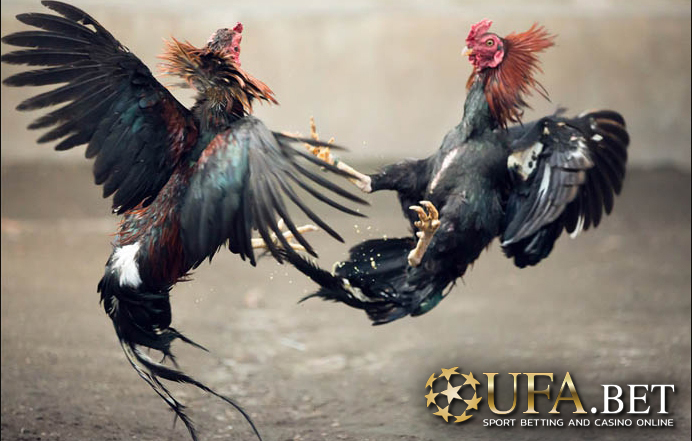 พนันไก่ชน ยูฟ่าเบท