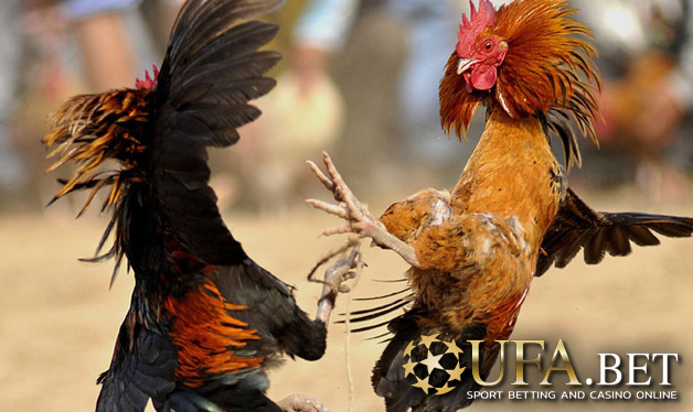 ยูฟ่าเบท พนันไก่ชน